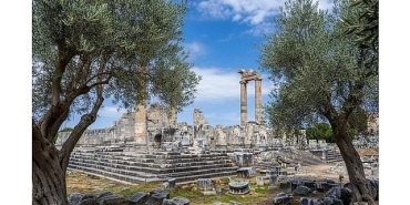 26-kasim-dunya-zeytin-agaci-gununde-didim-belediyesinden-anlamli-mesaj.jpg