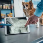 İzmir Veteriner (7)