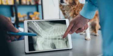 İzmir Veteriner (7)