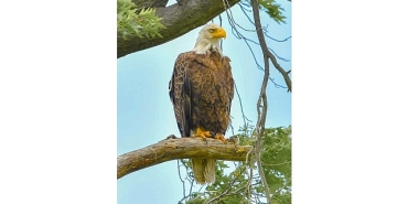 amerikada-bir-seferihisarlidan-doga-gururu-kar-baykusunu-fotograflamayi-basardi.jpg