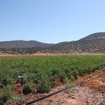 begiste-tarim-aritma-suyuyla-yeserdi.jpg