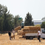 buca-belediyesinden-hayvanciliga-can-suyu.jpg