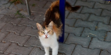 bucada-7-ayda-153-sokak-hayvani-sahiplendirildi.jpg