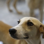 buyuksehir-petshop-sahiplerine-ucretsiz-egitim-verecek.jpg