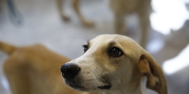 buyuksehir-petshop-sahiplerine-ucretsiz-egitim-verecek.jpg