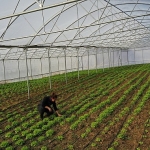 buyuksehirden-ciftcilere-modern-sera-destegi.jpg
