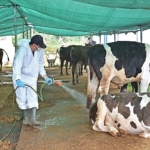 buyuksehirden-kurban-satis-alanlarinda-ilaclama.jpg