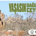 hatay-dag-ceylanlarinin-gelecegi-icin-yeni-adimlar-atiliyor.jpg