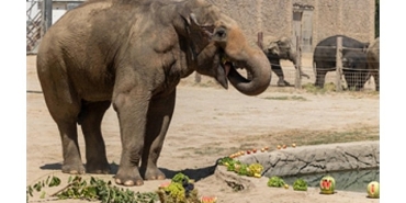 izmir-dogal-yasam-parkinin-fillerine-hayat-kurtaran-ayak-bakimi.jpg