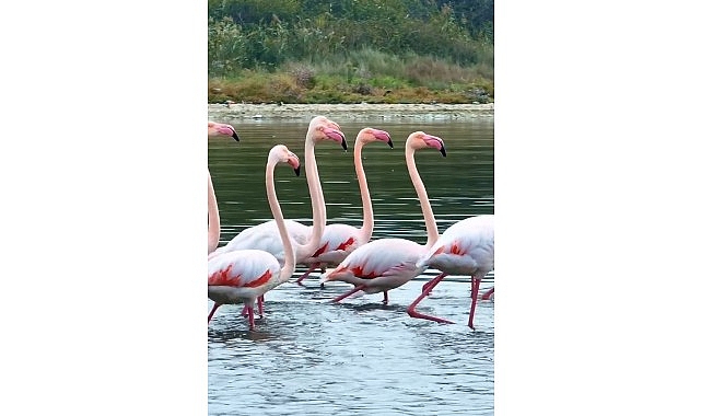 featured
