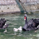 kugulu-park-ailesi-buyudu.jpg
