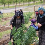 mahalle-bostanlari-buyuyor.jpg