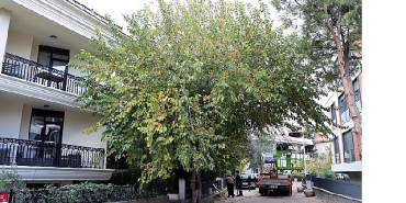 maltepenin-agaclari-saglikli-buyumesi-icin-budaniyor.jpg