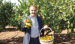 narenciye-sektoru-kktcde-gorulen-yesillenme-hastaliginin-turkiyeye-sicramamasi-icin-topyek-n-mucadele-istiyor-sBr9Y1OF.jpg