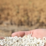 niluferde-kuru-tarima-ornek-alternatif-urun-aspir-hasadi-yapildi.jpg