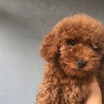 toy poodle (1)