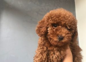 toy poodle (1)