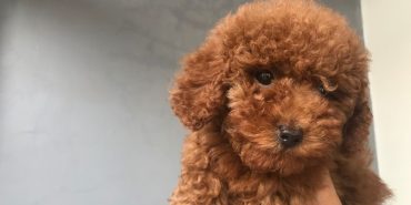 toy poodle (1)