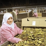 tutun-sektoru-7-yil-sonra-ihracatta-1-milyar-dolar-sinirini-asti.jpg