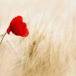 uploaded-image-cilt-icin-faydali-vitaminler-hangileri-1699699454223