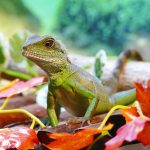 uploaded-image-evde-iguana-besleyeceklere-tavsiyeler-1699699253662