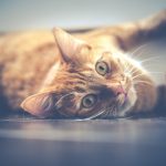 uploaded-image-evde-kus-ve-kedi-bakmanin-11-puf-noktasi-1699699186887