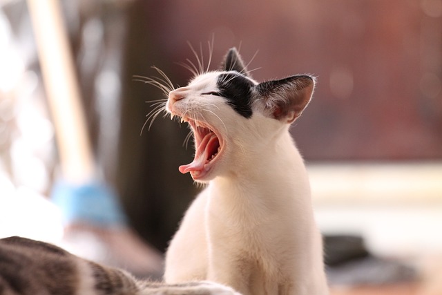 Farklı Kedi Irkları ve Özellikleri