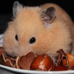uploaded-image-hamster-kafesi-nasil-olmalidir-1699699181022