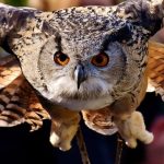 uploaded-image-hamsterlar-neden-cok-uyur-1699699275699