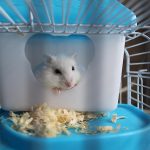 uploaded-image-hamsterlar-yikanir-mi-1699699377164