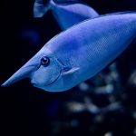 uploaded-image-japon-baliklari-nasil-beslenmelidir-nelere-dikkat-etmek-gerekir-1699699197020