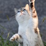 uploaded-image-kediye-temel-itaat-egitimi-nasil-verilir-1699699245527