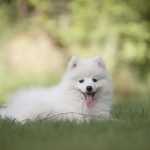 uploaded-image-kopek-yavrusu-asilari-zamanlama-ve-onemi-1699699187844