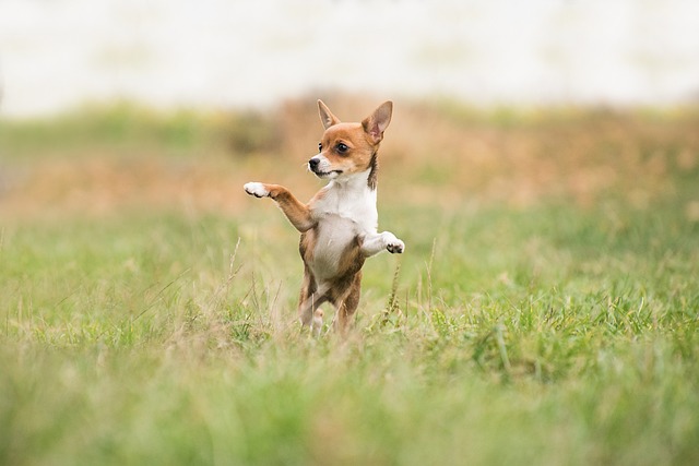 Köpeklerde Köpeklerarası İletişim