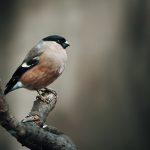 uploaded-image-kuslar-icin-bakim-rehberi-1699699253796