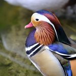 uploaded-image-mandalinanin-faydalari-nelerdir-mandalinanin-vitaminleri-1699699435624