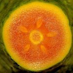 uploaded-image-papayanin-faydalari-nelerdir-papayanin-vitaminleri-1699699421399