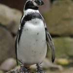 uploaded-image-penguenler-ile-ilgili-bilgiler-1699699259578