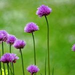 uploaded-image-pirasanin-faydalari-nelerdir-pirasanin-vitaminleri-1699699430502