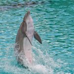 uploaded-image-yunuslar-hakkinda-bilmeniz-gereken-ilginc-bilgiler-1699699178919