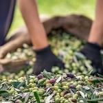 zeytin-ve-zeytinyagi-sektorunde-verimlilik-artiracak-avrupa-birligi-projesi.jpg